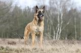 MALINOIS 638